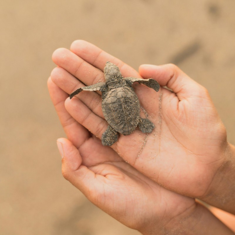 Image of a held baby turtle