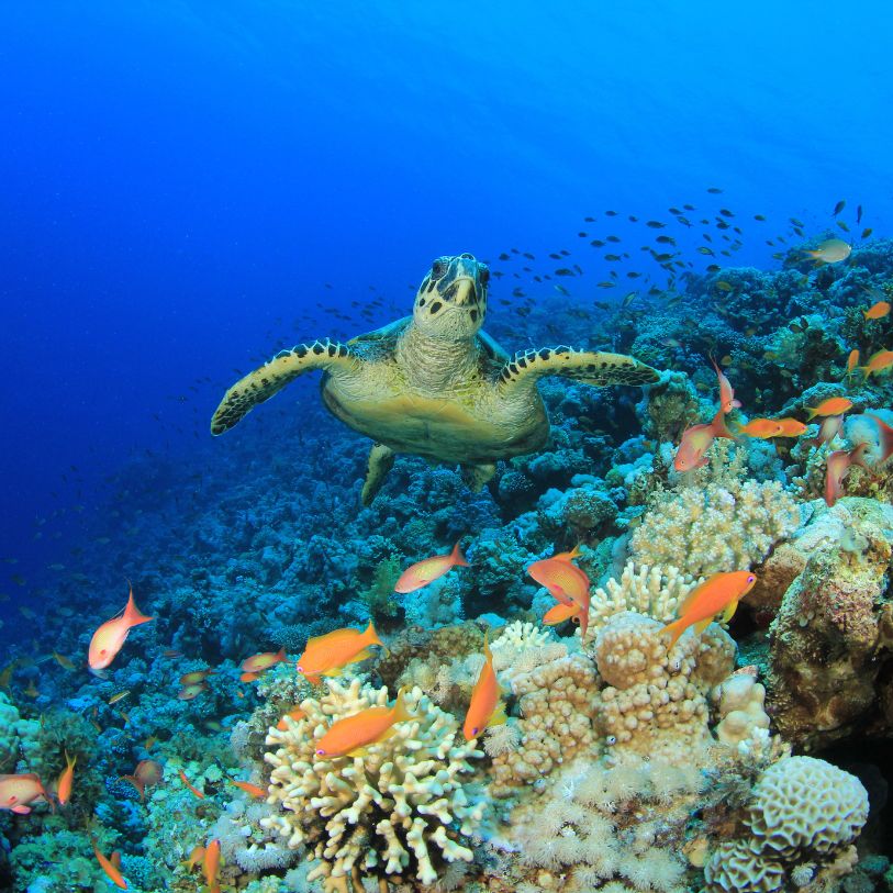Image of a turtle in a coral reef