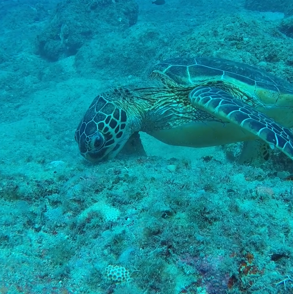 Image of turtle eating