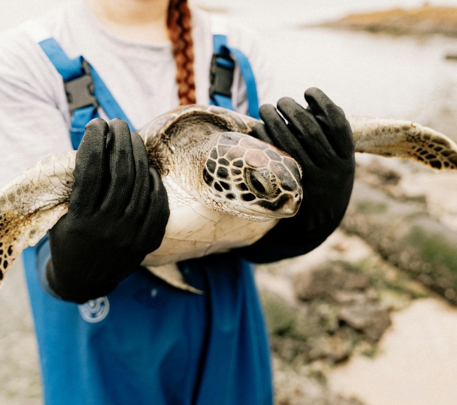 Image of helper holding turtle